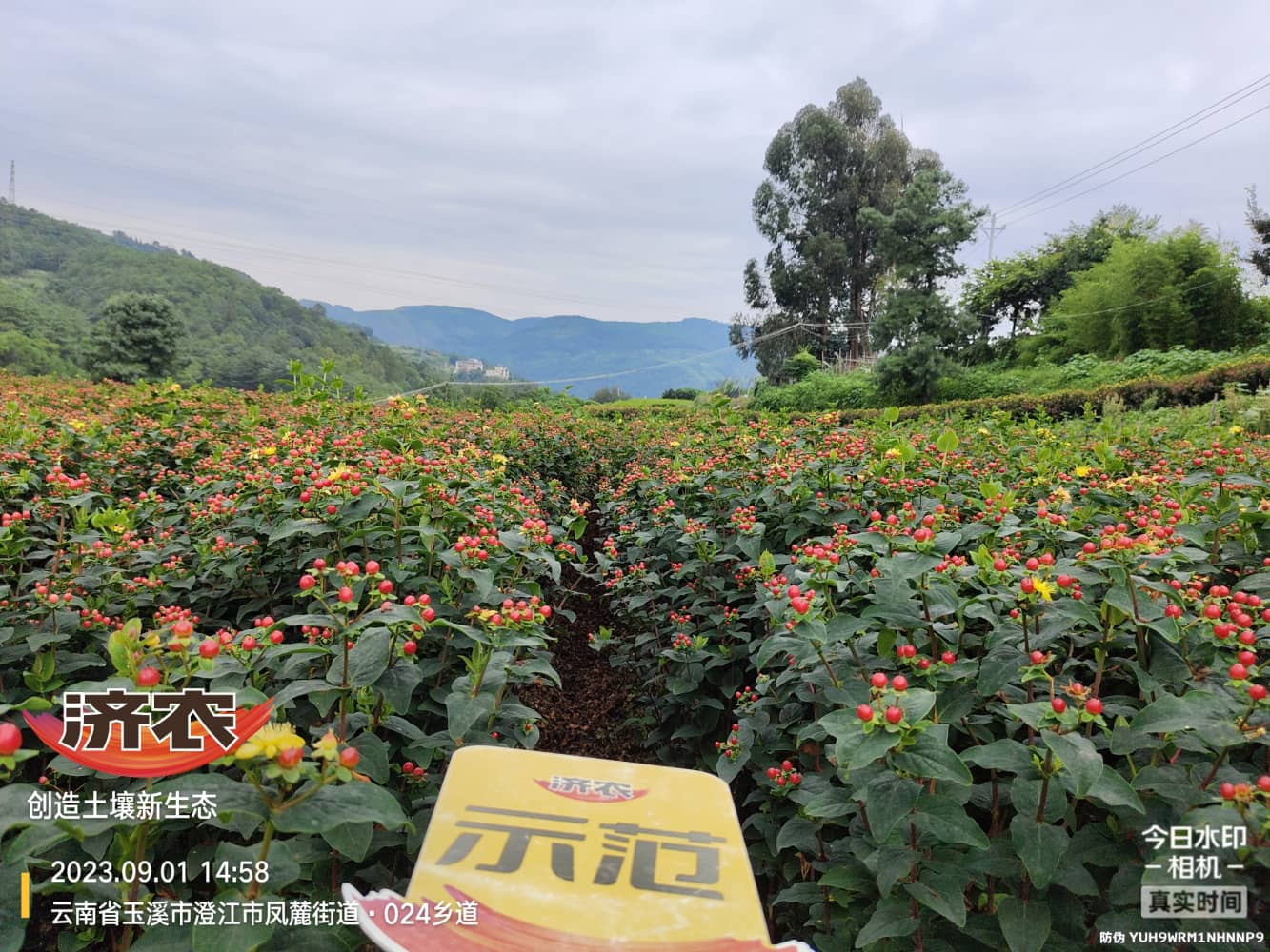 The effect of using Yunnan Dragon Ball during the budding stage to achieve perfect harvest(图1)