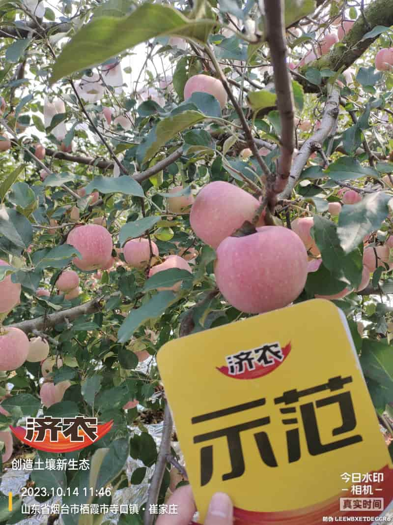 The effect of using Jinong Letu for apples in Yantai, Shandong(图3)