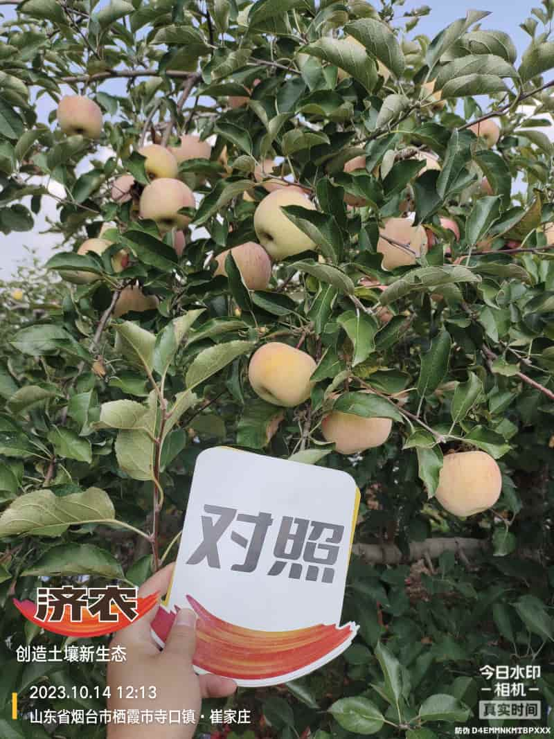 The Effect of Using Jinong Letu for Striped Apples in Yantai, Shandong Province(图4)