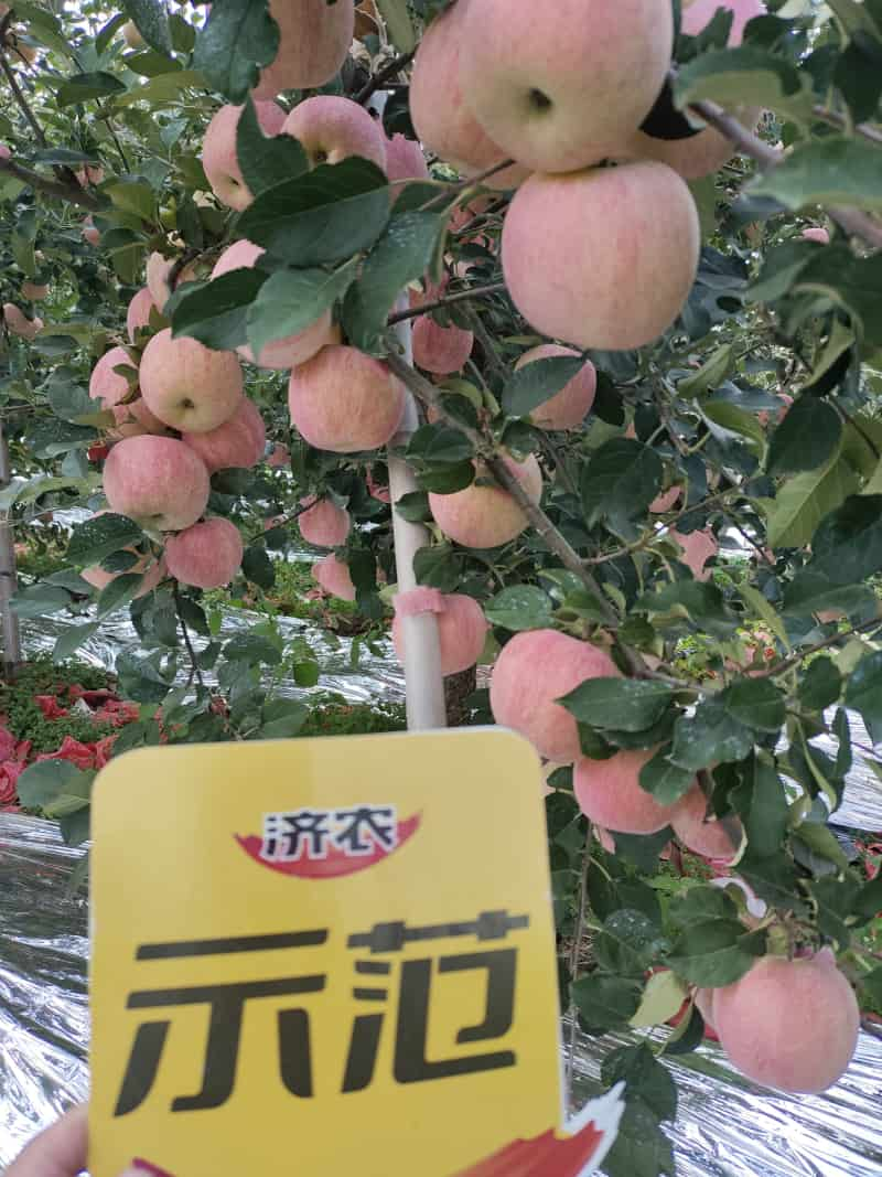 The Effect of Using Jinong Letu for Striped Apples in Yantai, Shandong Province(图3)