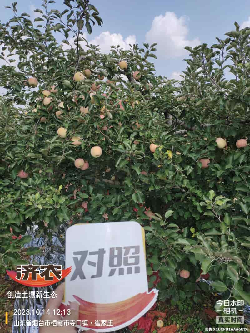 The Effect of Using Jinong Letu for Striped Apples in Yantai, Shandong Province(图2)