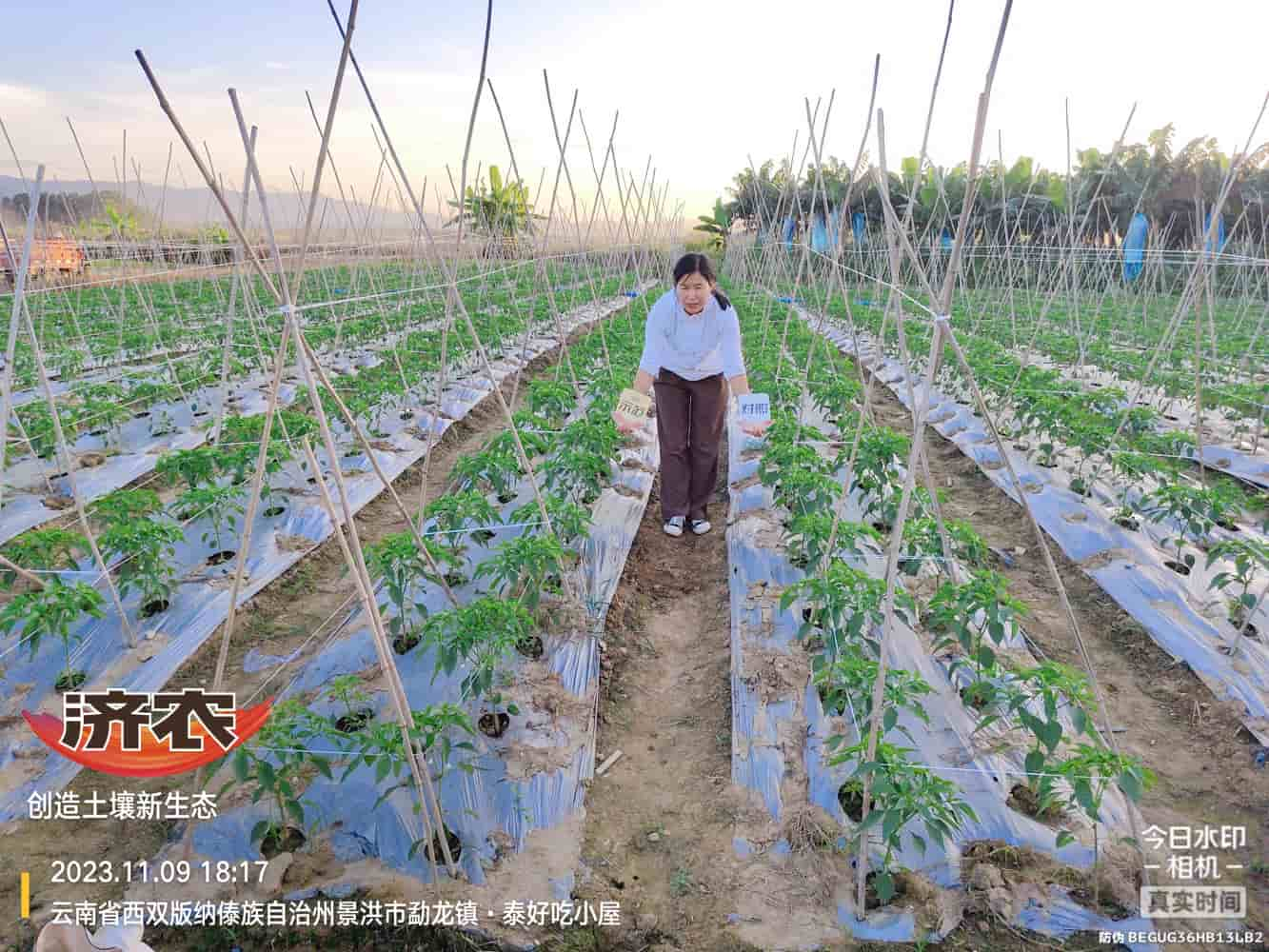 The use of chili peppers in Xishuangbanna, Yunnan and the effects of agricultural products(图1)