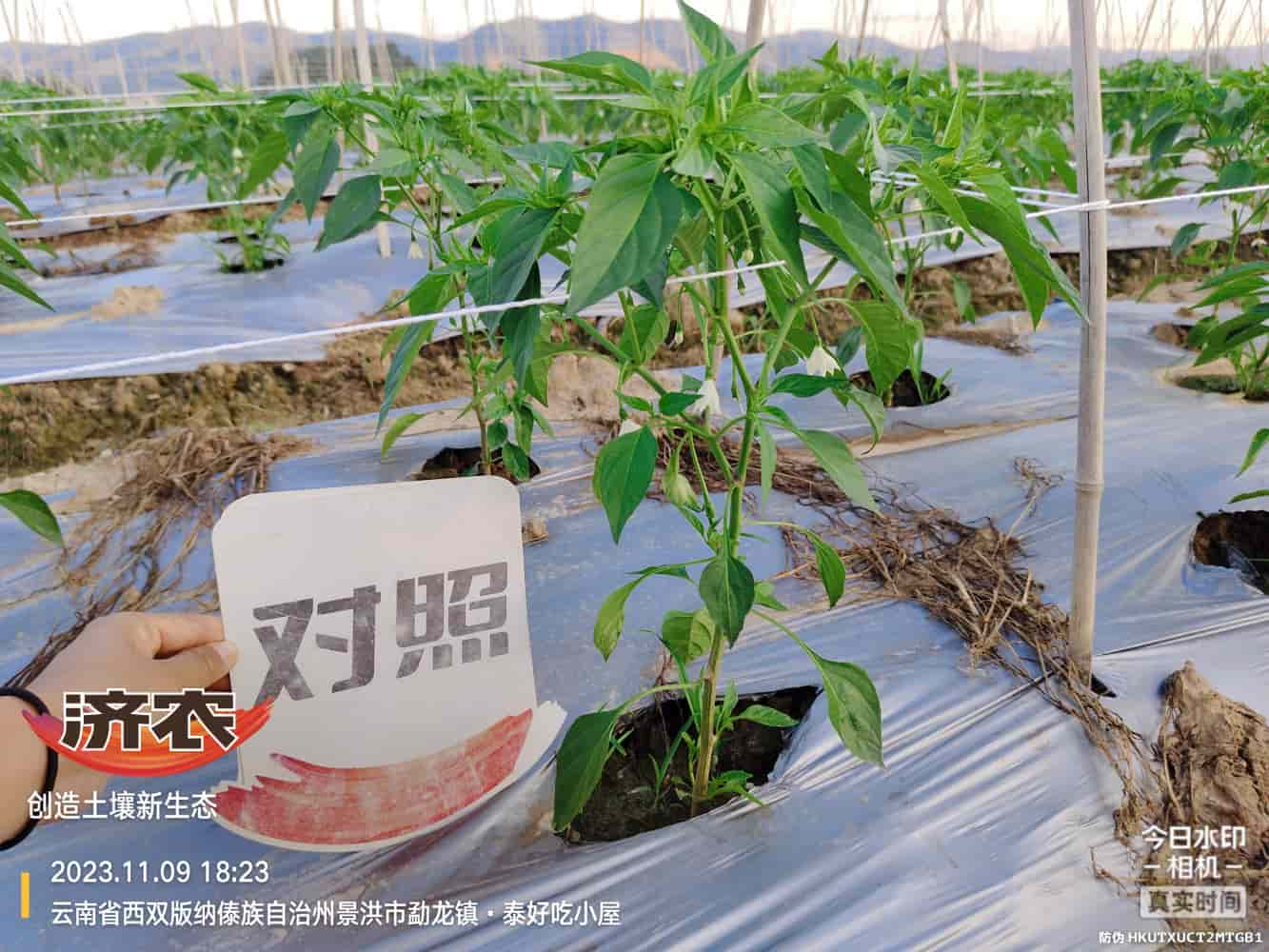 The use of chili peppers in Xishuangbanna, Yunnan and the effects of agricultural products(图5)