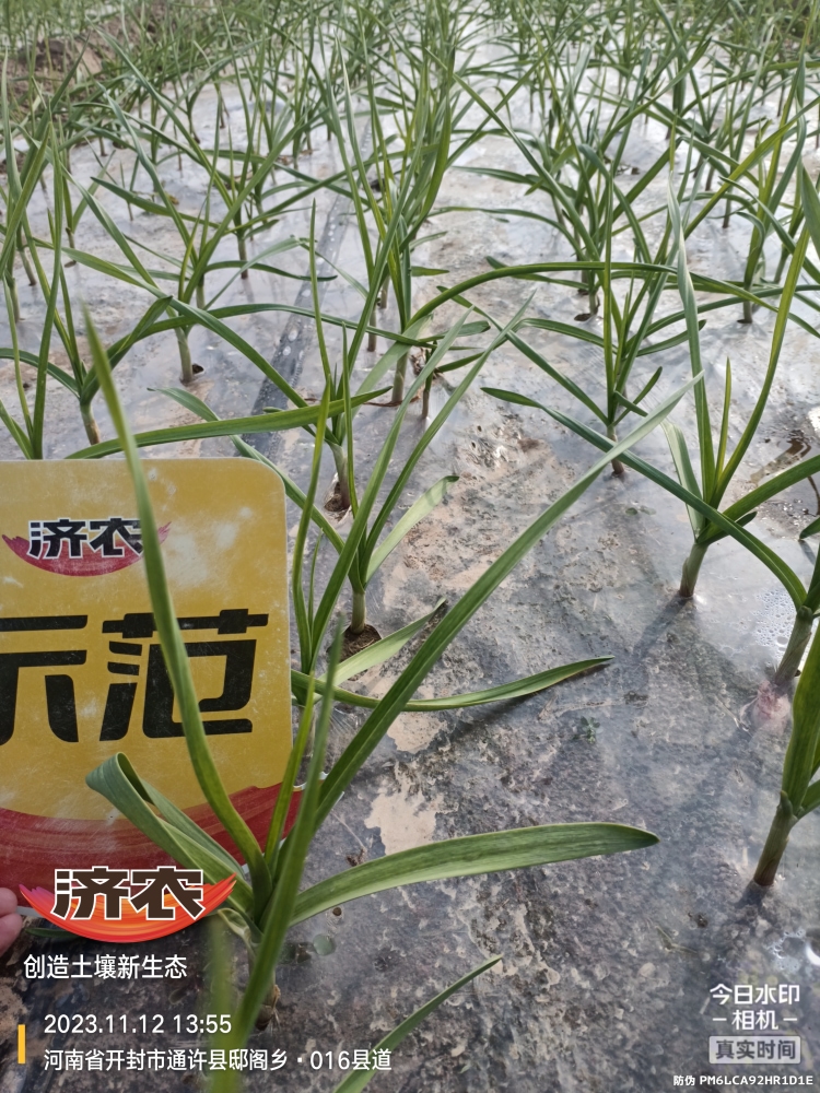 The Effect of Henan Garlic Using Jinong Zhima Power(图1)