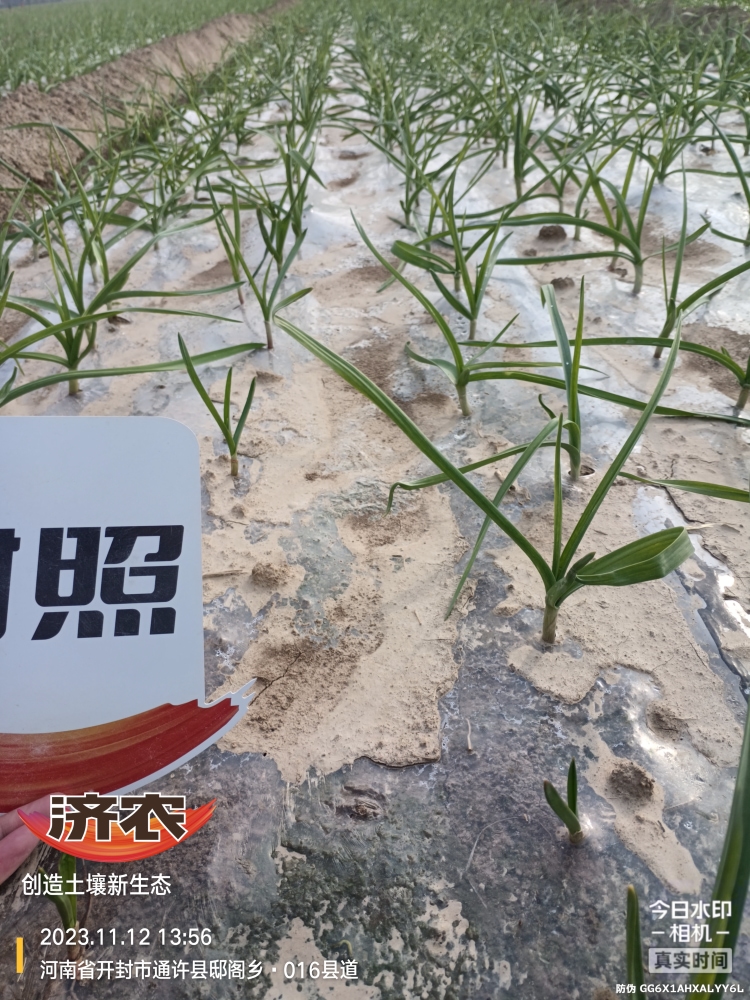 The Effect of Henan Garlic Using Jinong Zhima Power(图2)