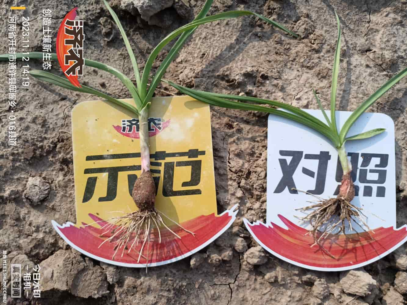 The Effect of Henan Garlic Using Jinong Zhima Power(图3)