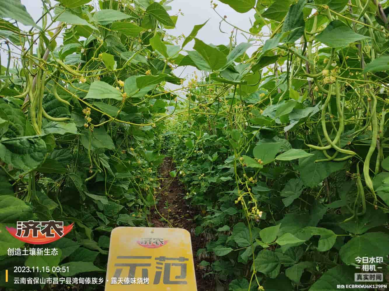 The effect of using agricultural products with gluten free beans in Baoshan, Yunnan(图4)