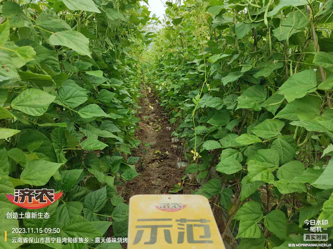 The effect of using agricultural products with gluten free beans in Baoshan, Yunnan(图2)