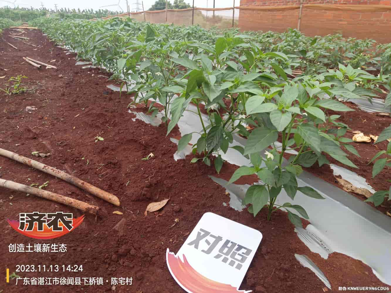 The effect of using Jinong Zhima power on Guangdong chili peppers(图2)