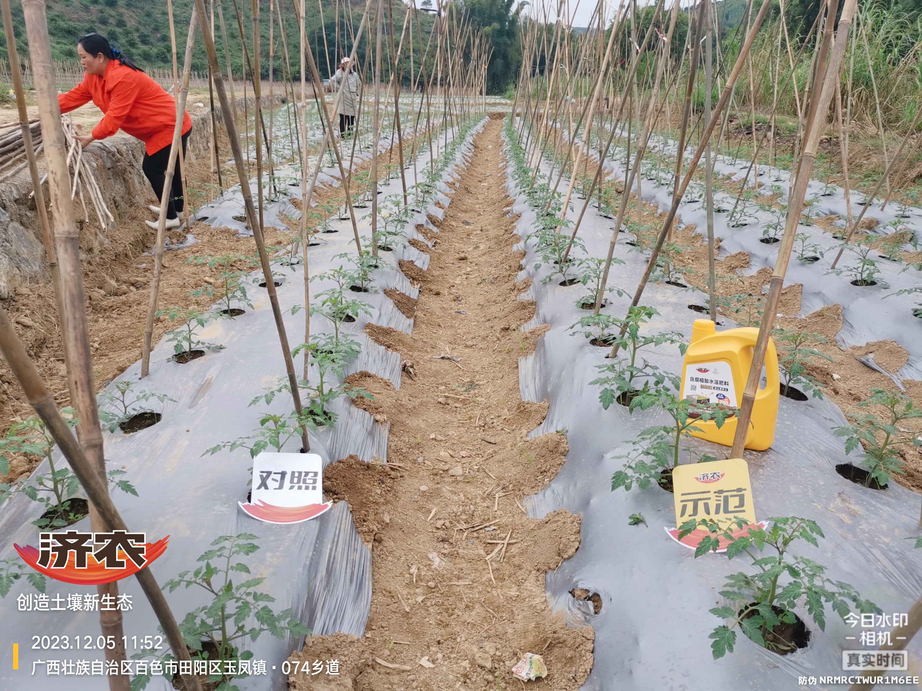 The effect of using agricultural products in Guangxi Shengnvguo(图1)