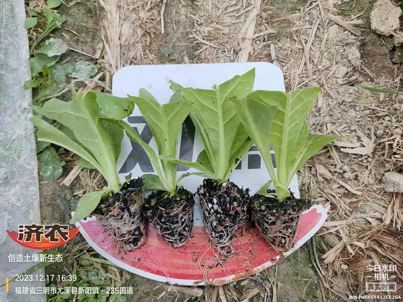 The Effect of Using Jinan Agricultural Products in Fujian Flue-cured Tobacco(图2)