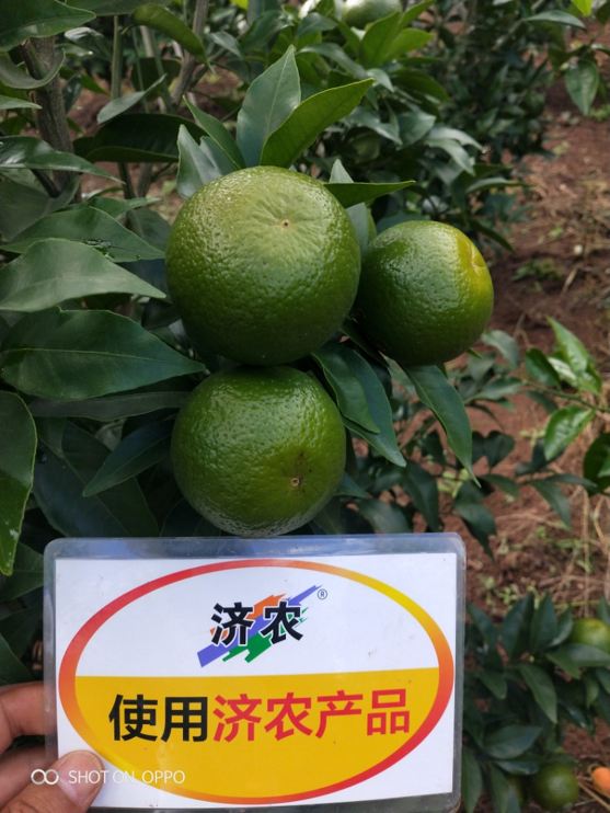 The Effect of Yunnan Citrus Using Agricultural Products(图1)