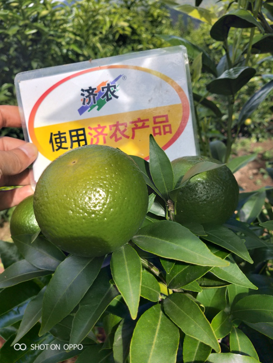 The Effect of Yunnan Citrus Using Agricultural Products(图3)