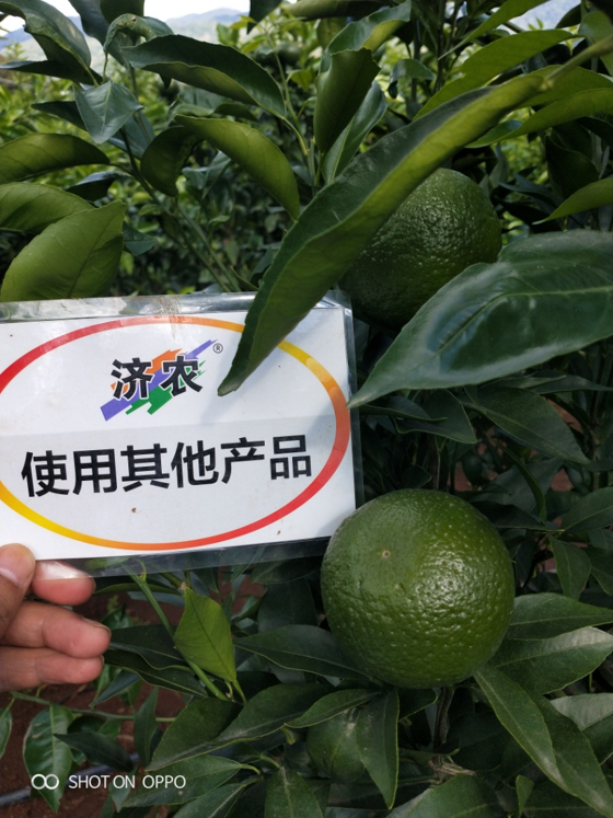 The Effect of Yunnan Citrus Using Agricultural Products(图4)