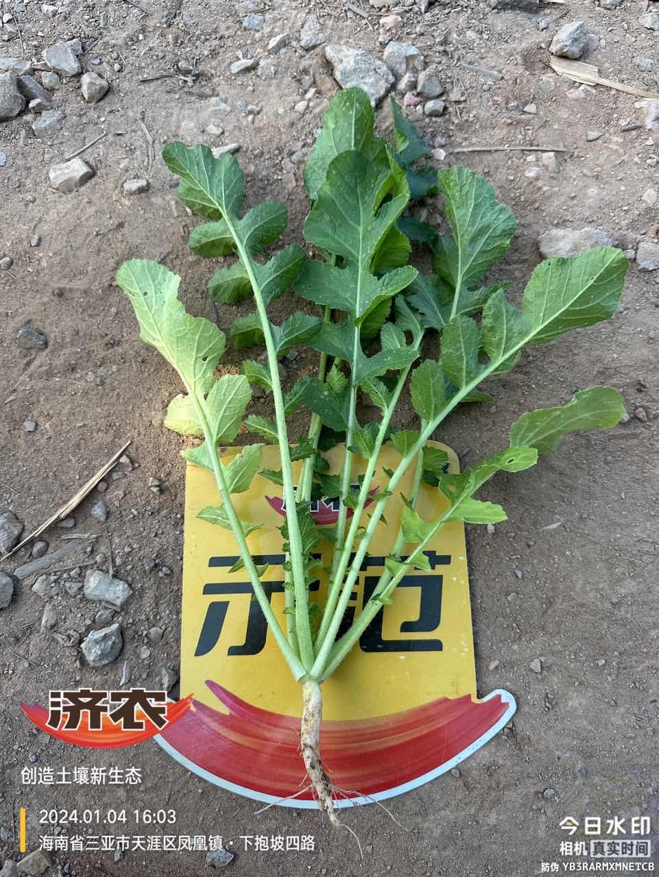 The effect of Jinong Letu on Hainan radish(图6)