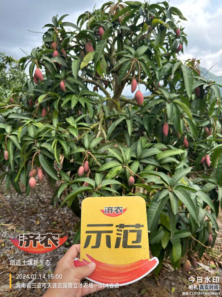 The effect of using Jinong Red Potassium to rejuvenate Hainan Mango(图1)