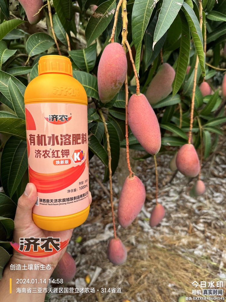 The effect of using Jinong Red Potassium to rejuvenate Hainan Mango(图3)