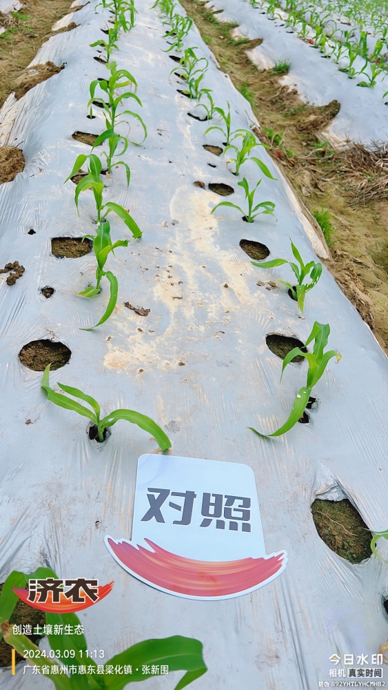 The effect of using agricultural products in Guangdong corn(图2)