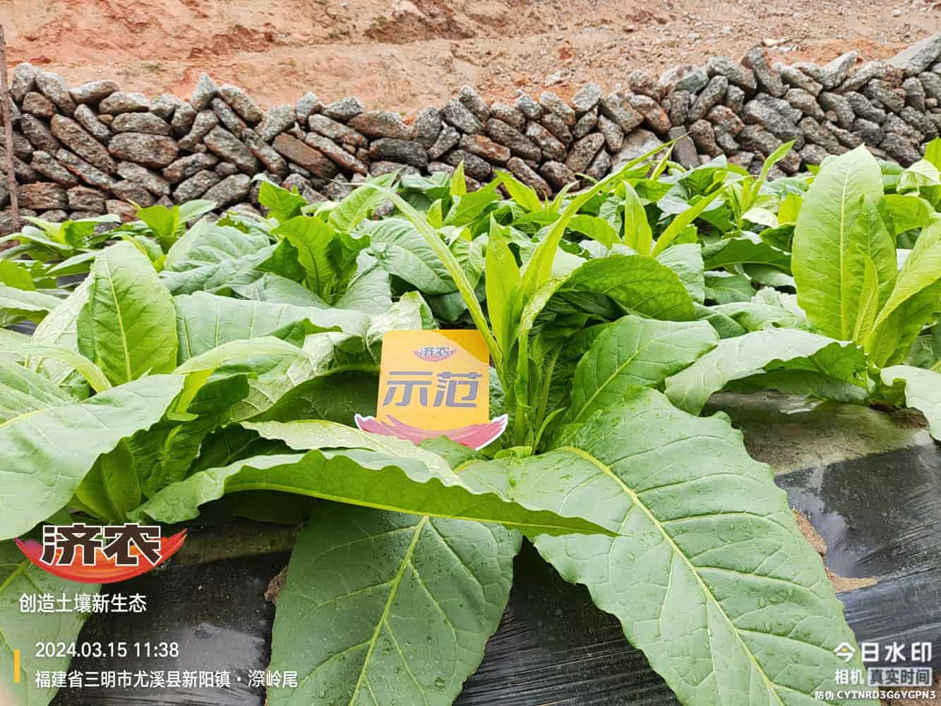 The Effect of Using Jinan Agricultural Products in Fujian Flue-cured Tobacco(图3)