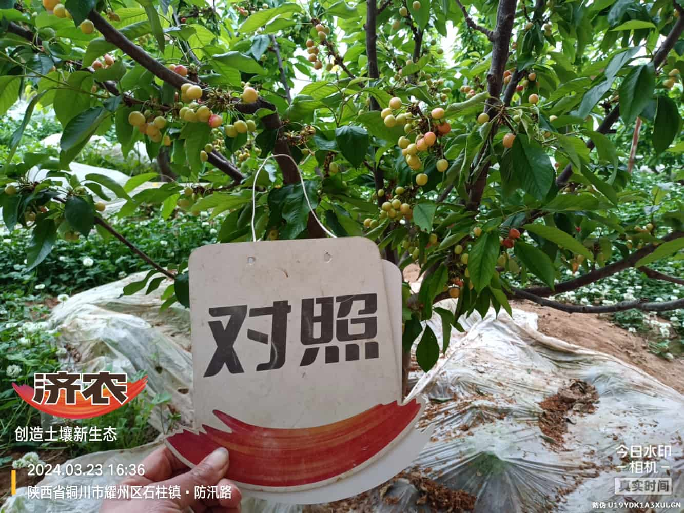 The effect of using agricultural products in Shaanxi cherries(图2)