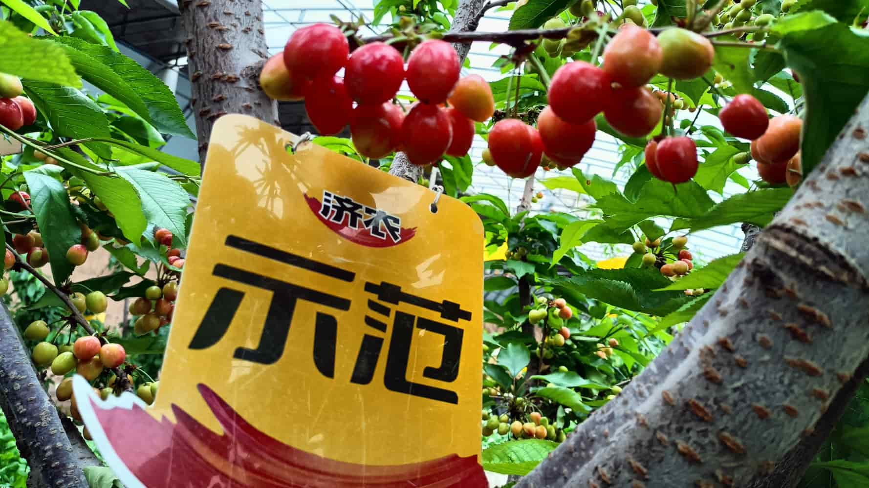 The effect of using agricultural products in Shaanxi cherries(图5)