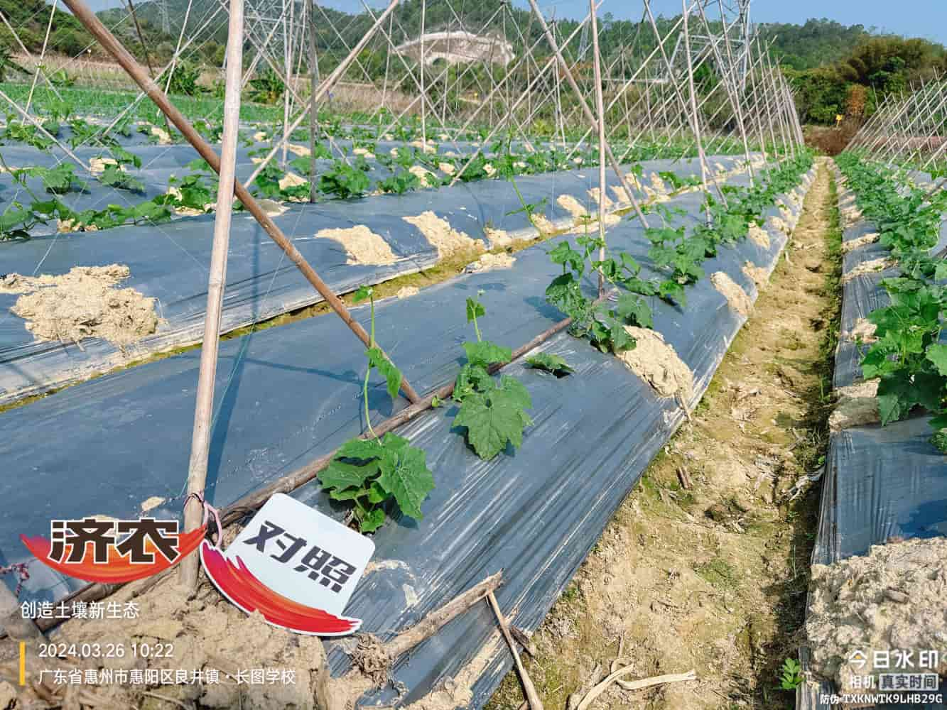 The Effect of Guangdong Luffa Using Agricultural Products(图3)