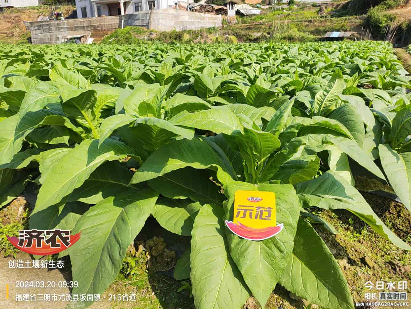 The Effect of Using Jinan Agricultural Products in Fujian Flue-cured Tobacco(图2)