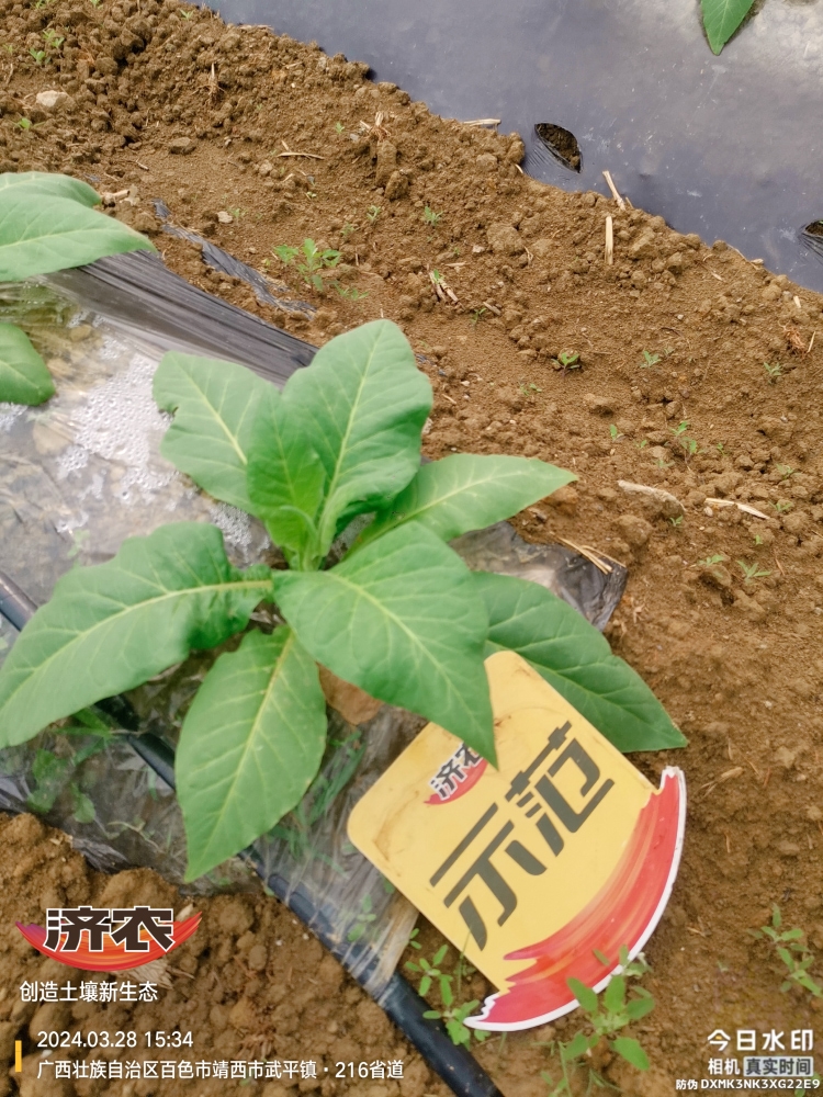 The effect of using agricultural products in Guangxis tobacco industry(图3)