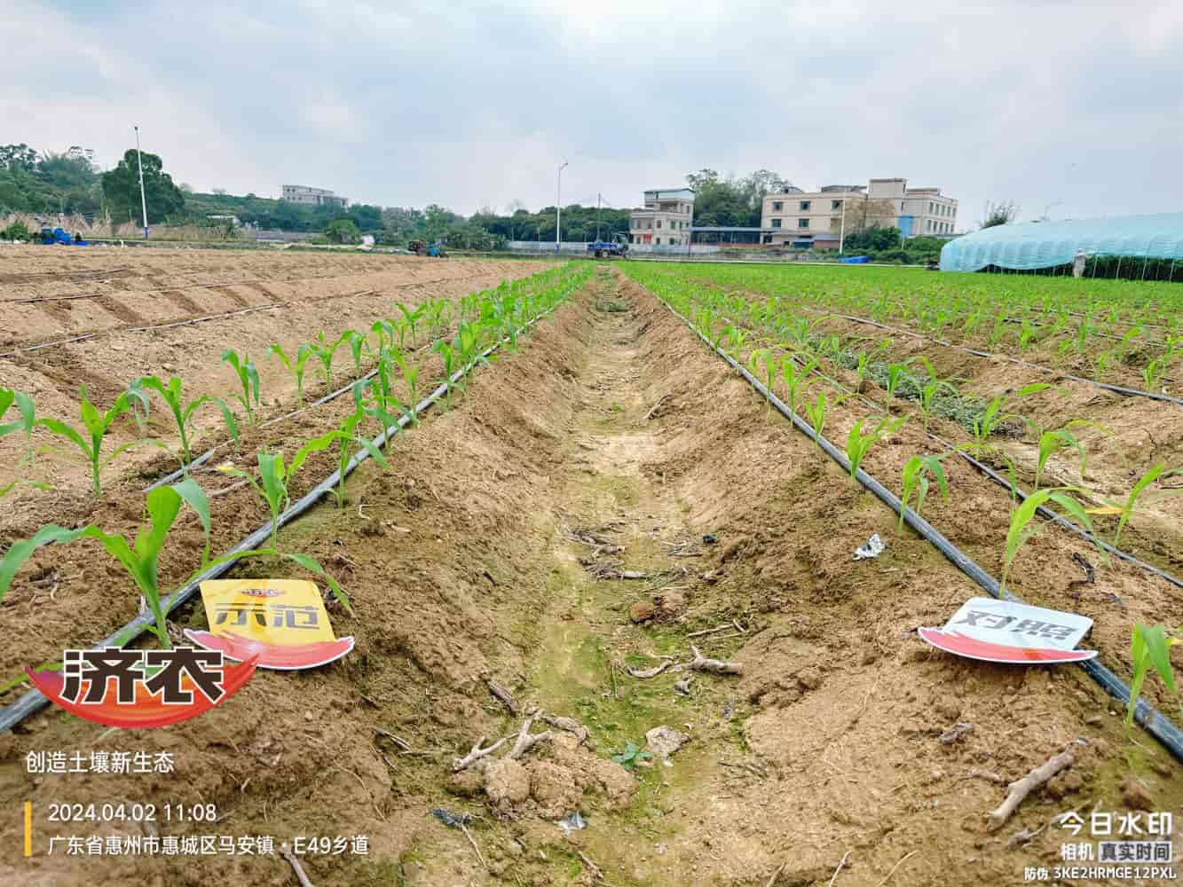 The effect of using agricultural products in Guangdong corn(图1)