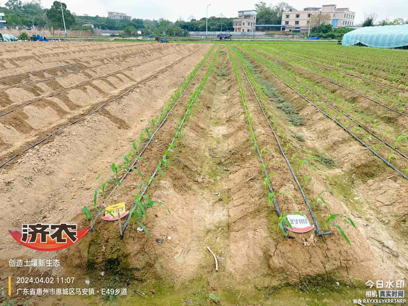 The effect of using agricultural products in Guangdong corn(图2)